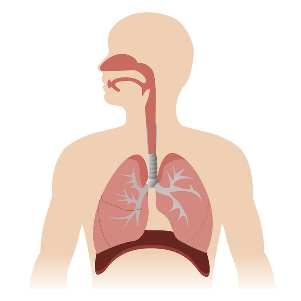 آناتومی سیستم تنفسی انسان تصویر قالب بردار