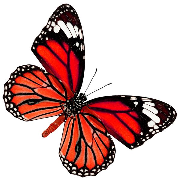 پروانه قرمز عجیب و غریب با جزئیات و دانه های بال پروانه ببر معمولی در مشخصات رنگ اصلی که در زمینه سفید جدا شده است