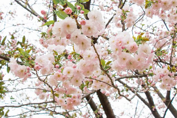 صورتی ساکورا گل شکوفه گیلاس صورتی زیبا در شکوفه های کامل در ژاپن است