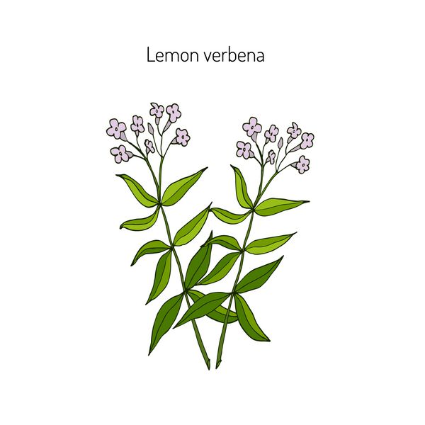 گیاه لیمو یا گیاه زنبور عسل aloysia citrodora گیاه معطر و دارویی است تصویر برداری