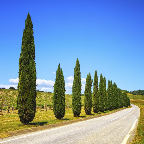 ردیف درختان سرو تاکستان و جاده در منظره روستایی در نزدیکی Siena توسکانی ایتالیا اروپا