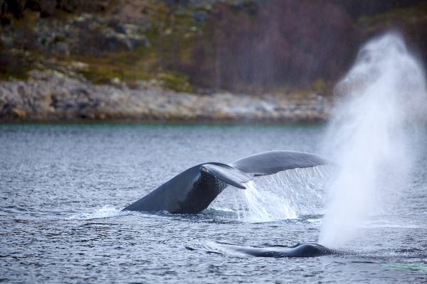 گاومیش سافاری نهنگ در قطب شمال