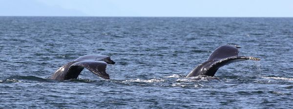 دو نهنگ Humpback