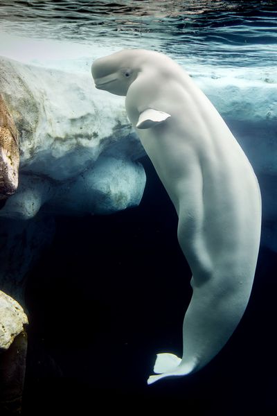 پرچم دلفین سفید نهنگ بلگا هنگام خوردن در زیر آب
