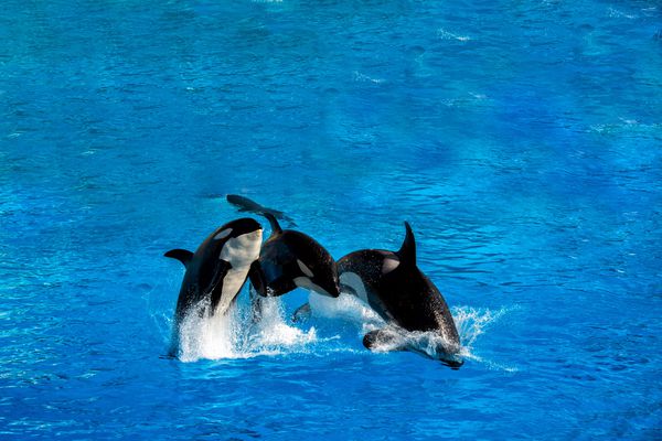 نهنگ قاتل orca در حالی که بیرون آب می پرید