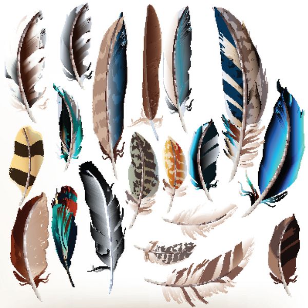 مجموعه بزرگ یا مجموعه ای از پرهای پرنده تفصیلی به سبک واقع گرایانه