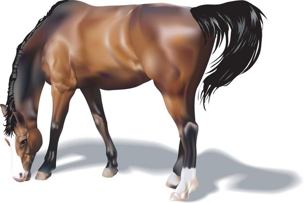 اسب تصویری نوری از اسب ایجاد شده با مش