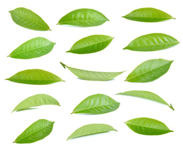 برگ چای سبز جدا شده در پس زمینه سفید