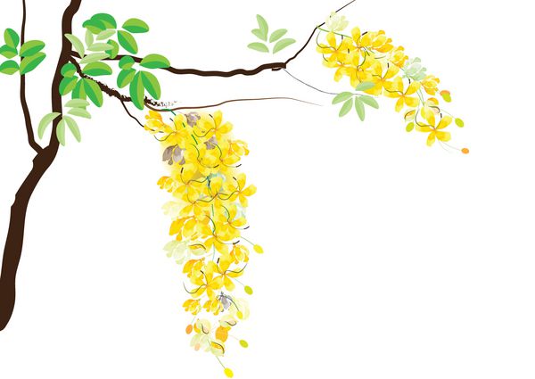 گلهای دوش طلایی یا Ratchaphruek آبرنگهای زرد رنگ در زمینه سفید مجموعه ای از گلهای ملی آسیا برای تایلند