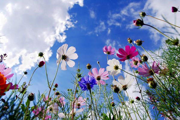 گل های کیهانی رنگارنگ سفید صورتی و بنفش باغ گل هایی که در برابر آسمان آبی با ابرها شکوفه می گیرند