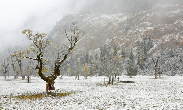 درختان افرا یخ زده برف بر روی چمنزارهای پوشیده از برف در یک صبح تیره مه آلود در پاییز ژرف در آلپ اتریش مناظر زیبا از اولین بارش برف توسط کوهستان مه آلود جهان منجمد