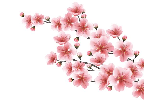 زمینه طبیعت با شاخه شکوفه گلهای ساکارا صورتی الگوی وکتور جدا شده در پس زمینه سفید