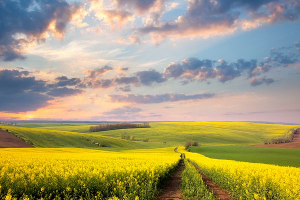 مزارع گل زرد جاده های زیرزمینی و دره زیبا چشم انداز طبیعت بهاری