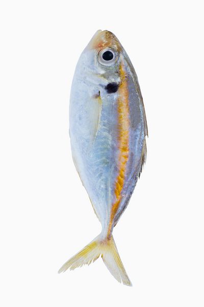 غذاهای دریایی ماهی ماهی های زینتی با نوار زرد ماهی های زرد و باریک مانند ماهی های ریز ریز و درشت در زمینه سفید جدا شده