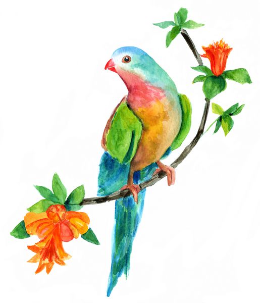 نقاشی با آبرنگ از پرنده شکاری پرنعمت و پرنعمت زیبا که روی شاخه ای با میوه های گارنت روی زمینه سفید نشسته است