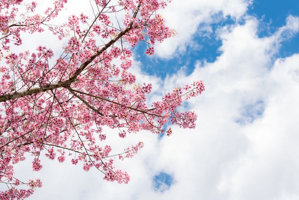 شکوفه گیلاس یا گل ساکورا با آسمان آبی چیانگ مای تایلند