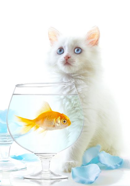 یک بچه گربه سفید و یک ماهی کوچک طلایی را سفید کنید