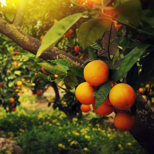درختان نارنج در باغ