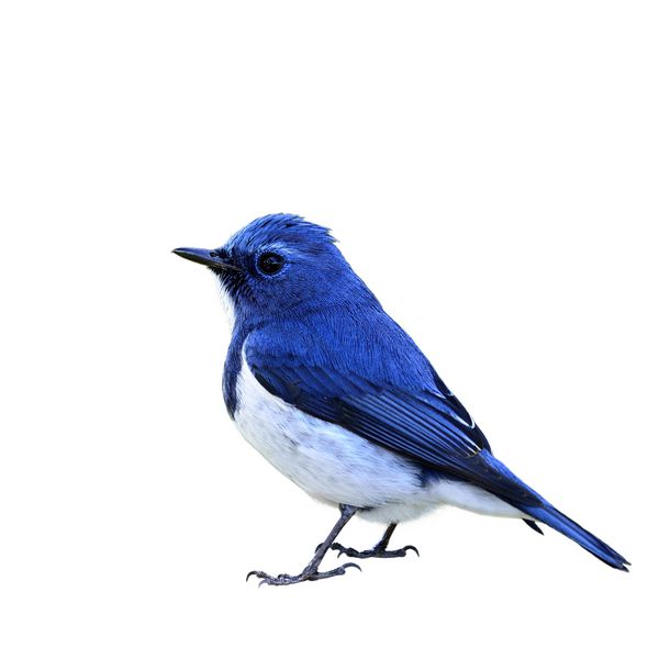 پرنده ای زیبا از Ultramarine Flycatcher پرنده زیبا که بر روی زمینه سفید جدا شده است Fercula superciliaris