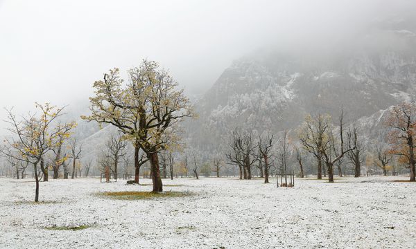 درختان افرا پوشیده از برف که در کنار مزار در کوهستان در یک صبح تیره مه آلود standing مناظر زیبا از درختان افرا و اولین بارش برف در پاییز ژرف در آلپ اتریشی سرد amp amp؛ جهان منجمد