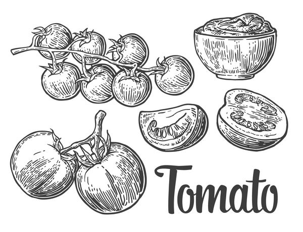 گوجه فرنگیها حکاکی تصویر برداری vintage سیاه جدا شده بر روی زمینه سفید عنصر طراحی دستی برای برچسب و پوستر کشیده شده است