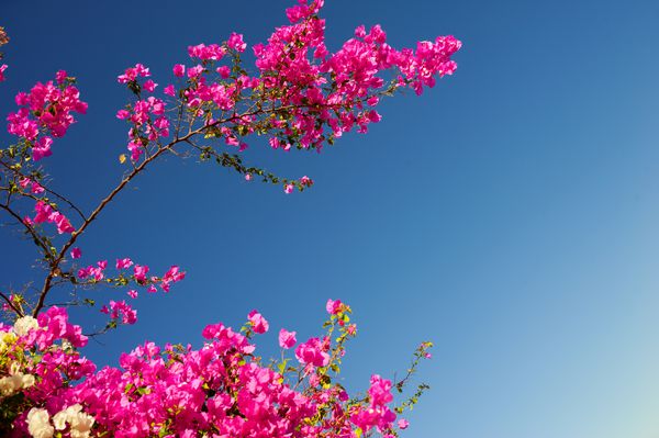 شاخه های گل صورتی bougainvillea در زمینه ای از آسمان آبی