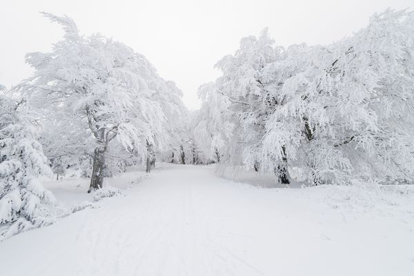 درختان راسو در زمستان