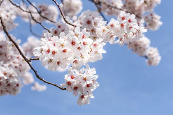 ساکورا شکوفه های گیلاس در شکوفه های کامل