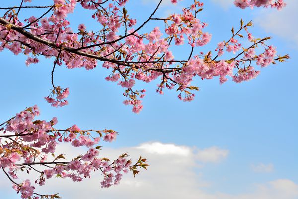 گلهای درخت گیلاس در اوایل بهار در ژاپن شکوفه می شوند