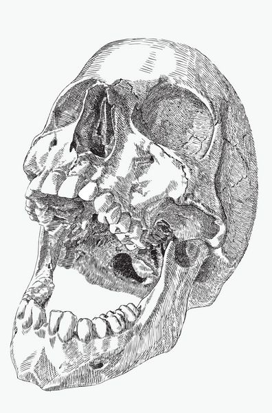 جمجمه انسان با دهان باز طراحی دست تصویر برداری