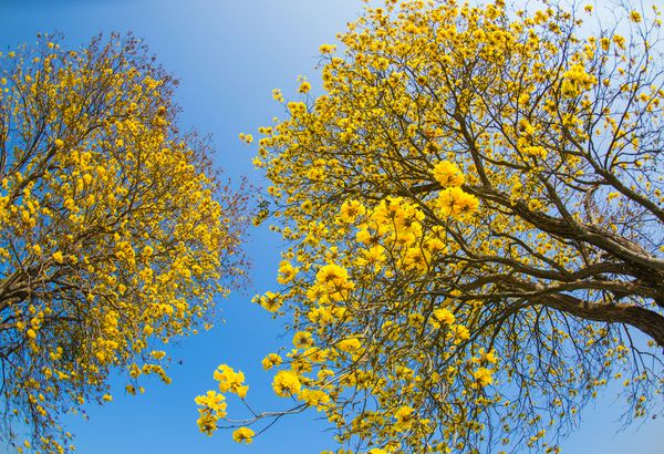 Tabebuia chrysotricha