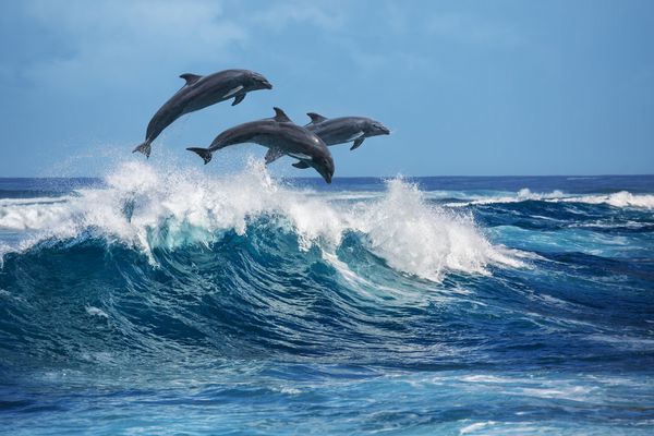سه دلفین زیبا که از امواج در حال شکستن پرش می کنند مناظر حیات وحش اقیانوس آرام در هاوایی حیوانات دریایی در زیستگاه طبیعی