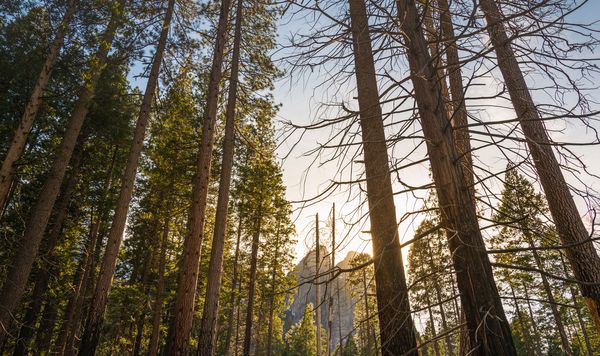 درخت در جنگل هنگام غروب آفتاب پارک ملی یوسمیتی کالیفرنیا ایالات متحده آمریکا