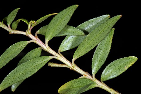 برگهای بوچو Agathosma crenulata یک گیاه محبوب گیاهی از آفریقای جنوبی است