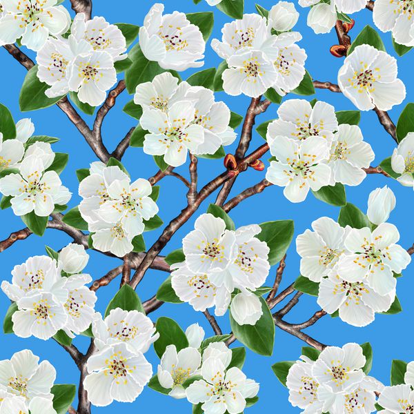 زمینه گل الگوی یکپارچه شاخه درختان گلدار گل بهاری گل های سفید