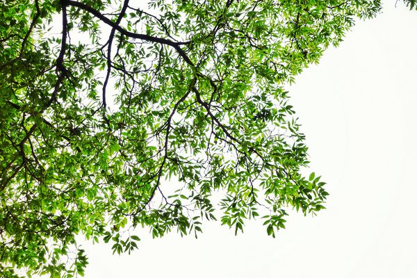 برگ ها و شاخه های سبز روی زمینه سفید برای محیط انتزاعی بافت طبیعت عاشق مفهوم زمین برای طراحی و دکوراسیون است