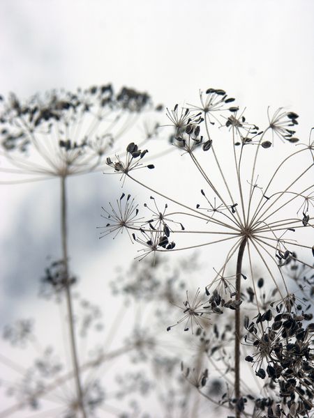چترهای شوید خشک با بذر رازیانه در autamn