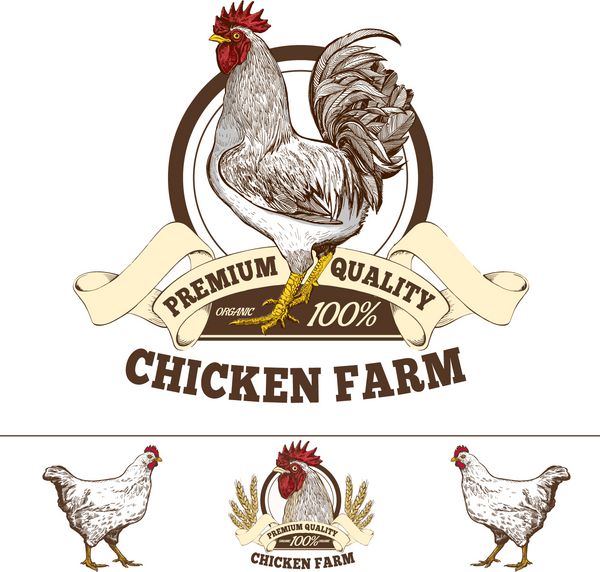 کیفیت مرغ مزرعه مرغ آرم تخم مرغ تازه بسته بندی طراحی عناصر حق بیمه مرغ و مرغ