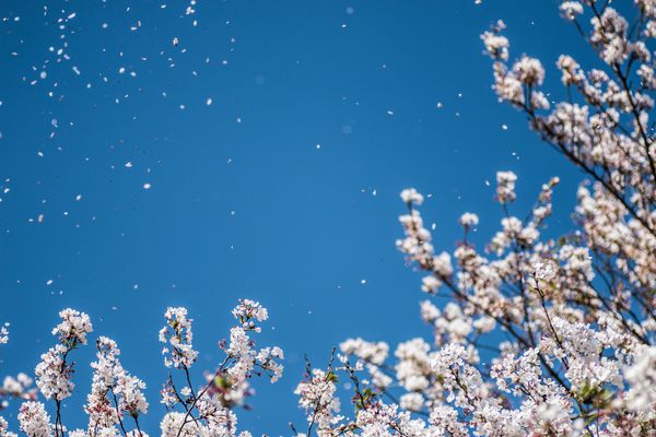 شکوفه شکوفه گیلاس