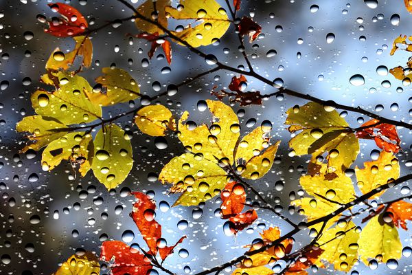 نمایی از رنگ های پاییز از طریق شیشه پنجره که توسط قطرات باران پوشانده شده است