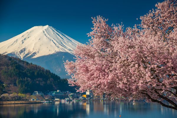 کوه فوجی در بهار شکوفه گیلاس ساکورا