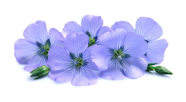 گلهای کتان آبی روی زمینه سفید