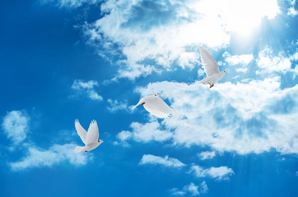 کبوترهای سفید که در آسمان آبی پرواز می کنند تا نور شوند
