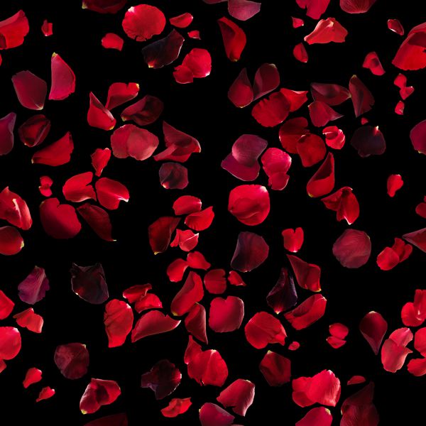 الگوی گلبرگهای گل رز بدون درز با رنگهای مختلف تیره قرمز استودیو عکس گرفته شده و روی سیاه مطلق جدا شده است