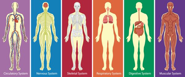 سیستم های مختلف تصویر نمودار بدن انسان