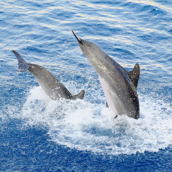 دلفین های مبارک که از آب می پرند