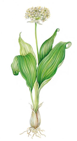 تصویر واقعی گیاه سیر وحشی Allium ursinum با برگ گل و پیاز