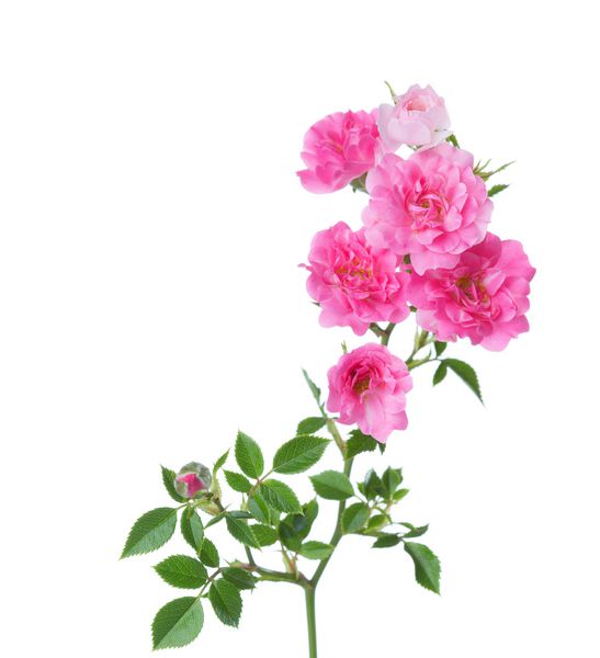 شاخه ای با گل رز صورتی کوچک که روی سفید جدا شده است تمرکز انتخابی