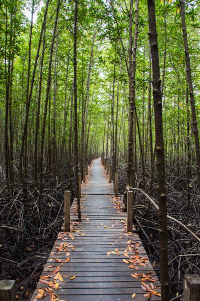 طبیعت غنی یکی از جنگل های حرا در استان ریونگ در شرق تایلند