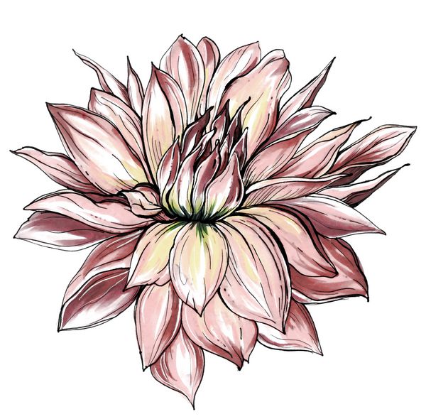 شکوفه گل هالایی صورتی کم رنگ گل اگزاتیک آبرنگ گرمسیری با گل زمینه سفید جدا شده است تصویر زمینه یکپارچهسازی با سیستمعامل عروسی گیاه شناسی برای دعوت کارت چاپ طراحی پارچه
